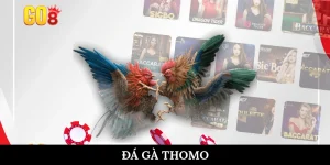 Đá gà Thomo